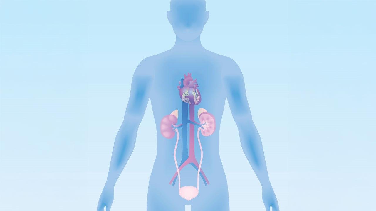 Illustrasjonsbildet viser organene hjerte, nyre og blære