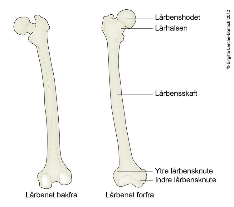 Lårbeinet