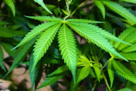 Cannabisplanten