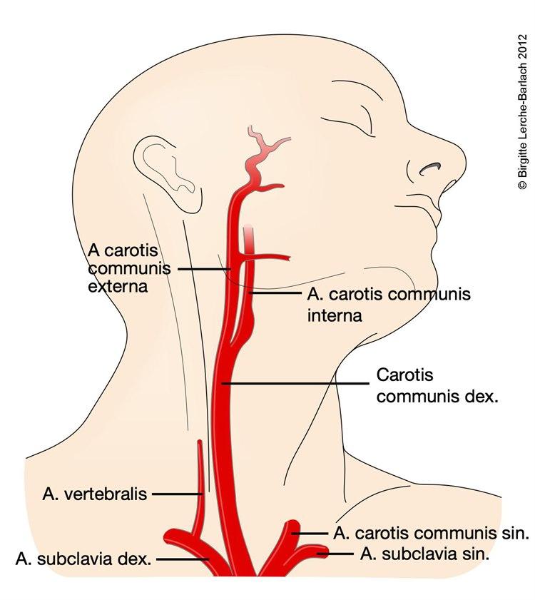 Arteria carotis og arteria vertebralis