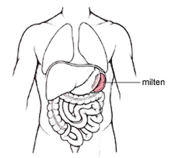 Milten