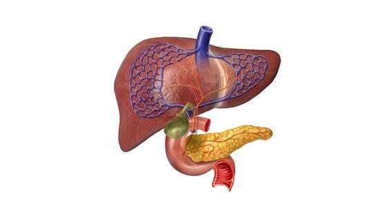 Liver