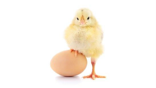 Protein