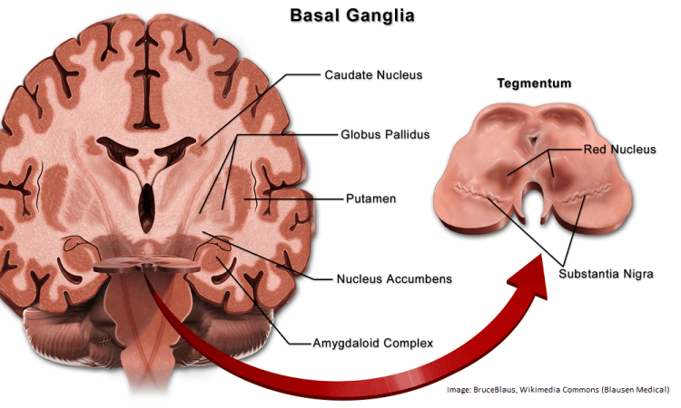 Basalgangliene.png