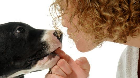 Hund og eier