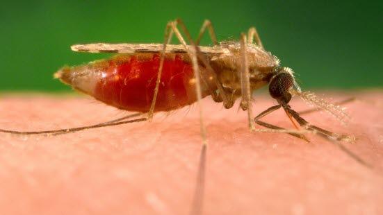 Anopheles minimus - malariavert