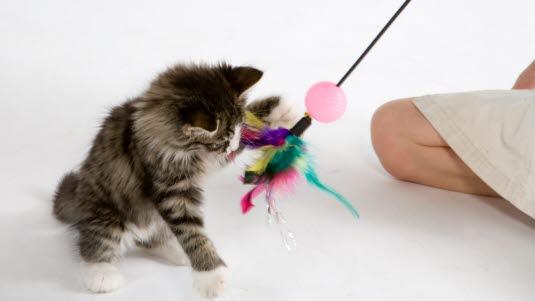 katt.jpg