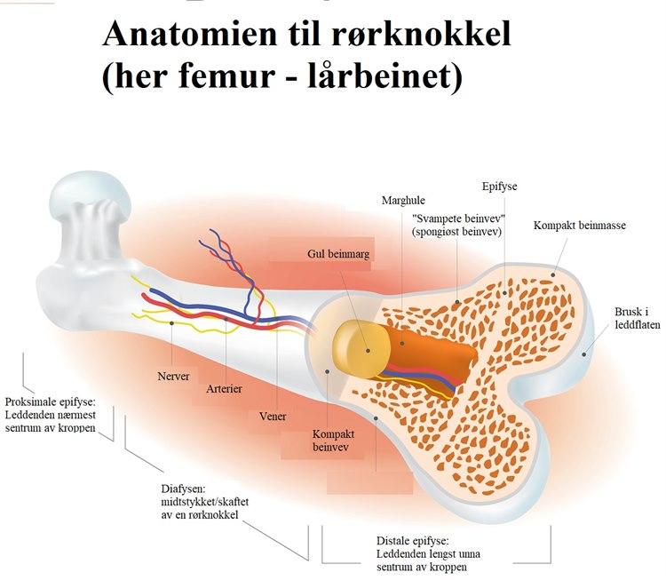 Lårbeinets anatomi.jpg