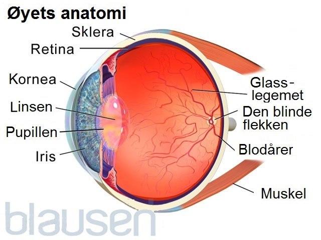 Illustrasjonen viser et lengdesnitt gjennom øyet til et menneske. Viktige anatomiske strukturer er merket med streker og tekst.