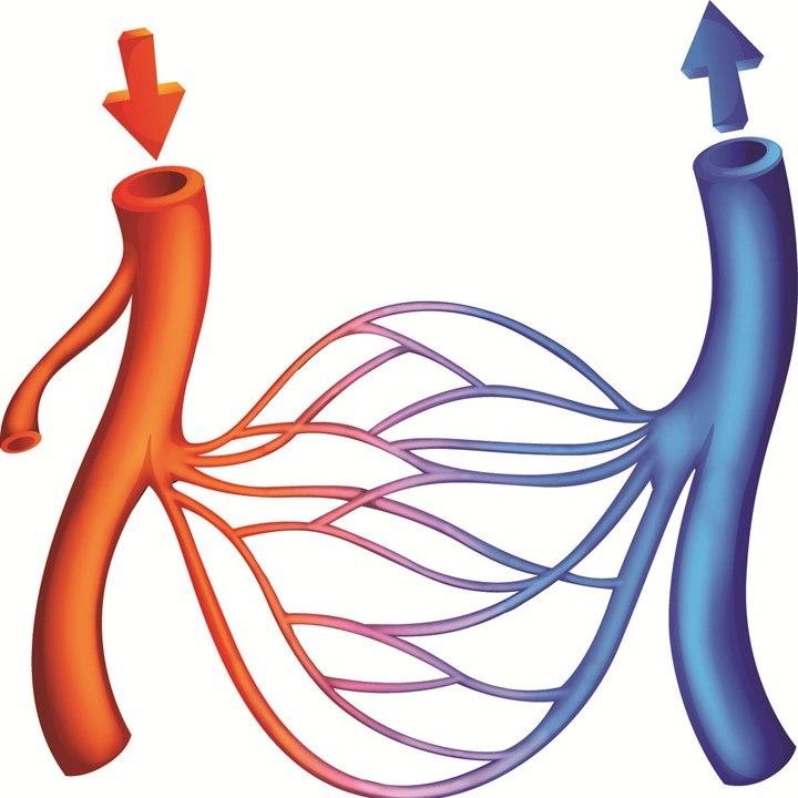 Arterier, kapillærer og vener