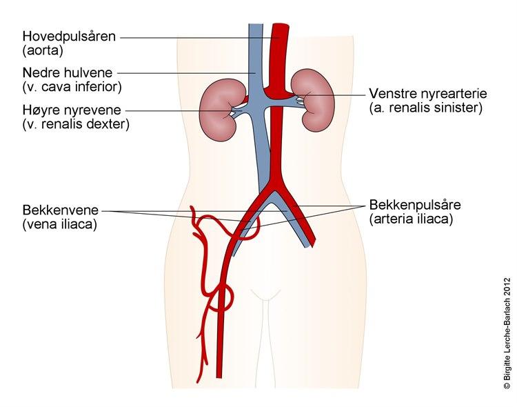 Arterier og vener i abdomen og lyske
