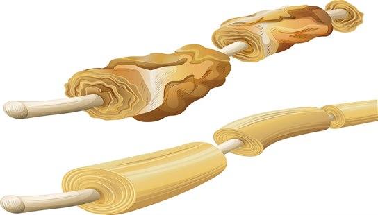 Myelin