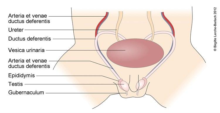 Utvikling mannlige genitalia 3
