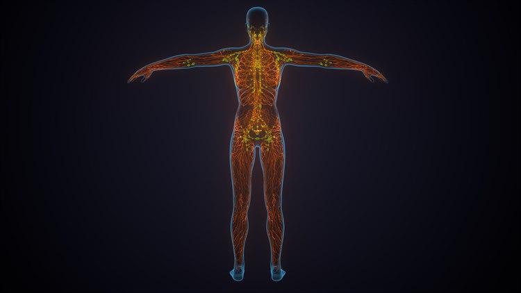 Perifere nervesystem