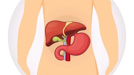 Illustrasjon av torso og armer til et menneske der leveren, galleblæren, magesekken og øvre tynntarm er tegnet inn.