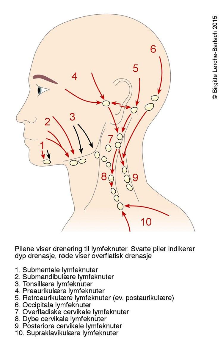 Lymfekjertler hode
