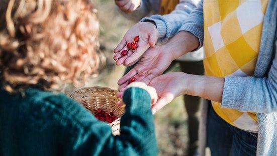 Illustrasjonsfoto av tre mennesker som plukker nyper og legger i en kurv.