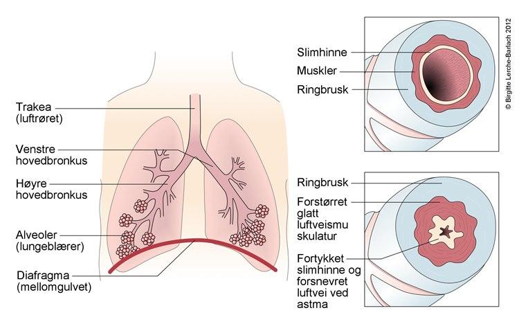 Trakea, bronkier, alveoler