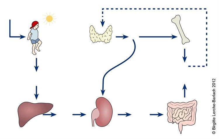 Kalsium metabolisme