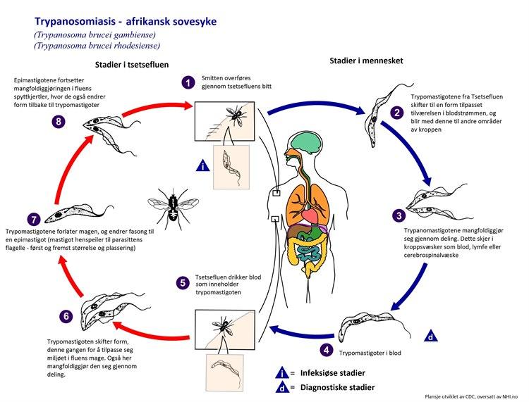 54678-2-trypanosomiasis-livssirkel.jpg