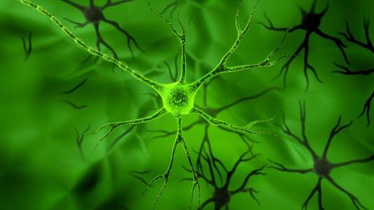 Nerveceller i kontakt med hormonkjertler