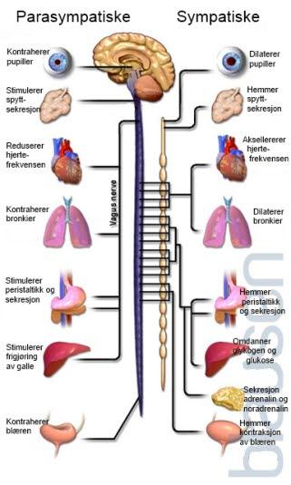 Autonome Nervesystem Det Sympatiske Nervesystemet NHI no Autonome Nervesystem Det Sympatiske Nervesystemet NHI no