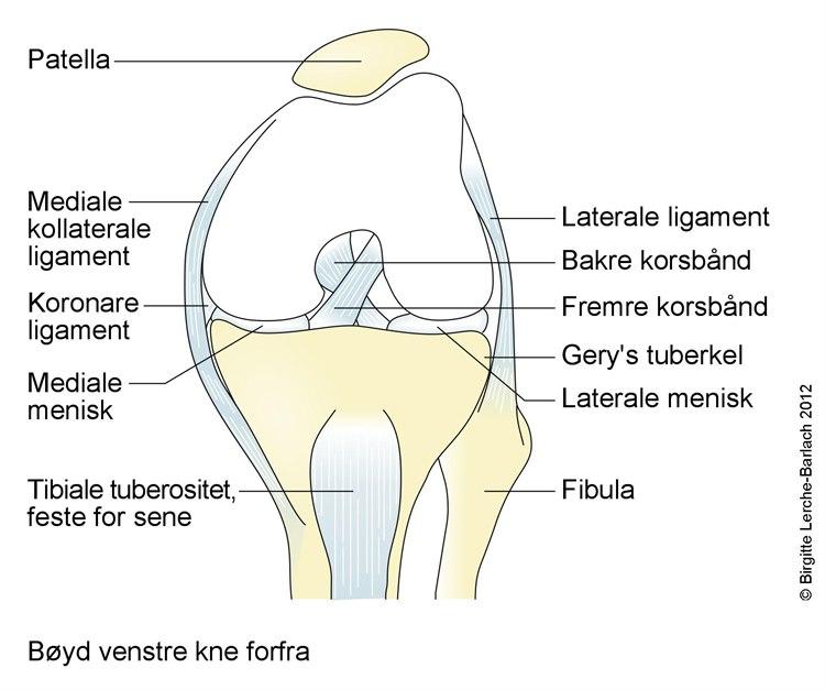 Leddbåndskade kne, innsiden - Diagnosen - NHI.no